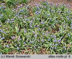 Muscari armeniacum Touch of Snow