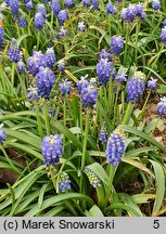 Muscari armeniacum Touch of Snow