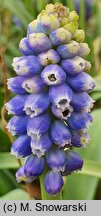 Muscari armeniacum Touch of Snow