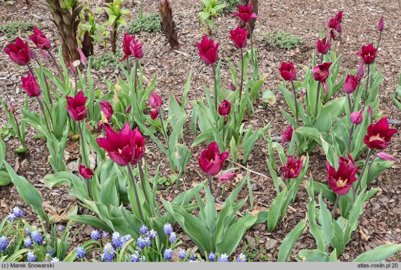 Tulipa Burgundy