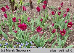 Tulipa Burgundy