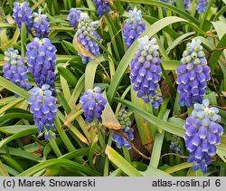 Muscari armeniacum Touch of Snow