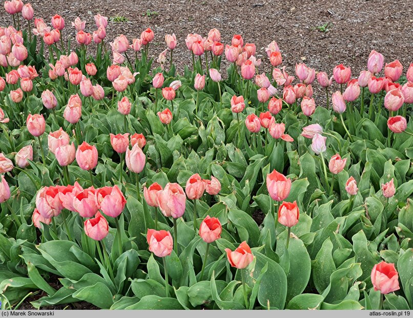 Tulipa Salmon Van Eijk