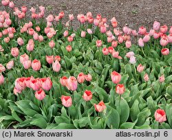 Tulipa Salmon Van Eijk