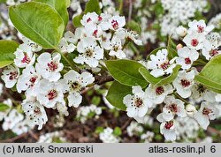 Pyrus calleryana Chanticleer