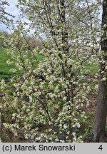 Pyrus calleryana Chanticleer