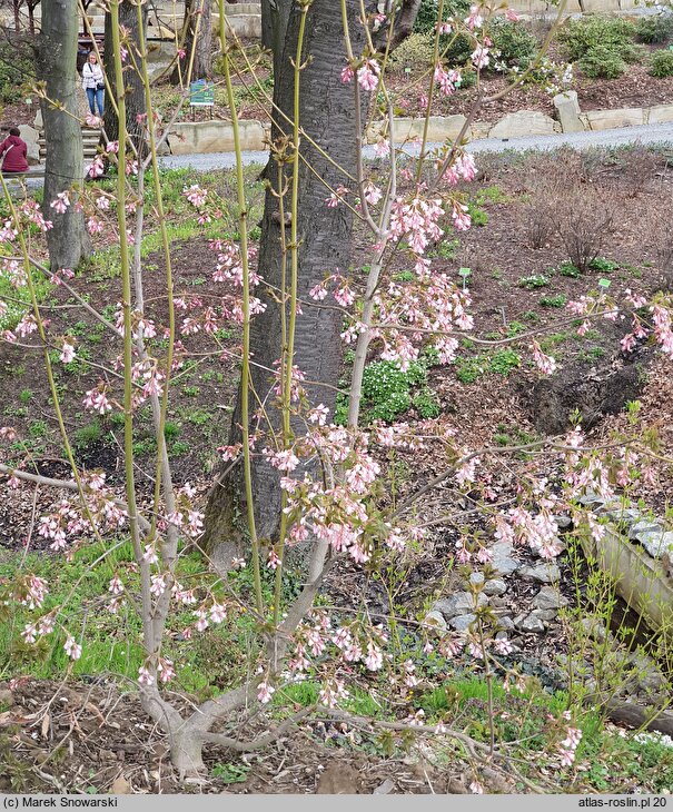 Staphylea holocarpa Rosea