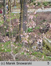 Staphylea holocarpa Rosea