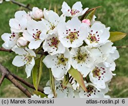 Pyrus pyrifolia (grusza piaskowa)