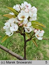 Pyrus pyrifolia (grusza piaskowa)