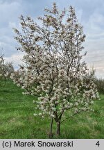 Amelanchier ×lamarckii (świdośliwka Lamarcka)