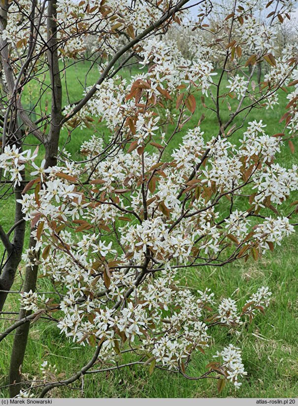 Amelanchier ×lamarckii (świdośliwka Lamarcka)