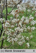 Amelanchier ×lamarckii (świdośliwka Lamarcka)