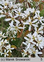 Amelanchier ×lamarckii (świdośliwka Lamarcka)