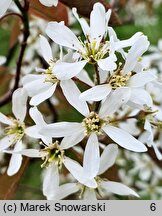 Amelanchier ×lamarckii (świdośliwka Lamarcka)