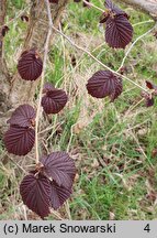 Corylus ×colurnoides Władysław Bugała