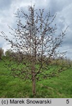 Corylus ×colurnoides Władysław Bugała