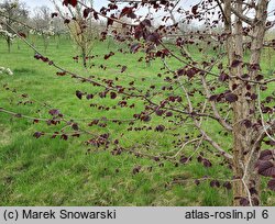 Corylus ×colurnoides Władysław Bugała