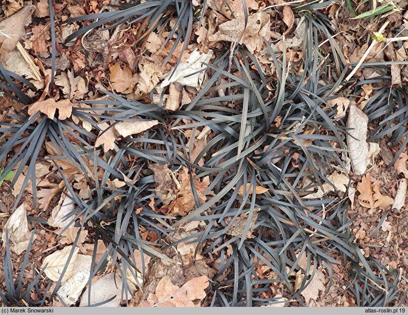 Ophiopogon planiscapus (konwalnik płaskopędowy)