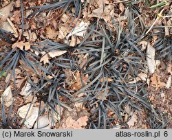 Ophiopogon planiscapus (konwalnik płaskopędowy)