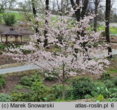 Prunus subhirtella Dahlem