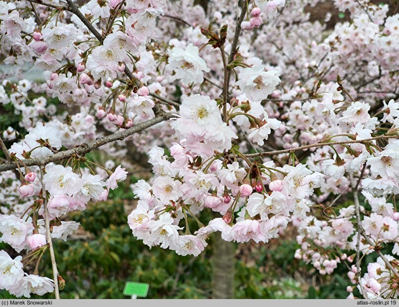 Prunus subhirtella Dahlem