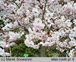 Prunus subhirtella Dahlem