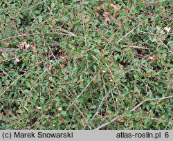 Cotoneaster ×suecicus Coral Beauty