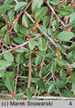 Cotoneaster ×suecicus Coral Beauty