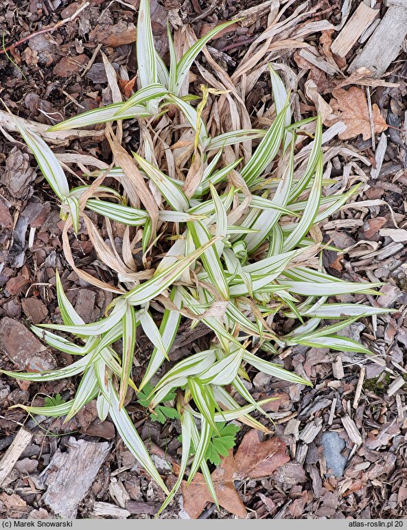 Carex siderosticta Shiro-Nakafu