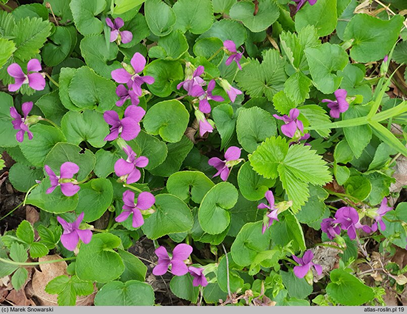 Viola sororia Rubra