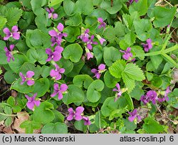 Viola sororia (fiołek motylkowaty)