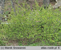 Orixa japonica (oriksa japońska)