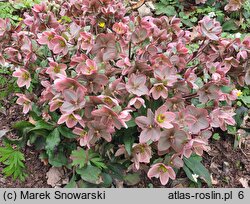 Helleborus Pennys Pink