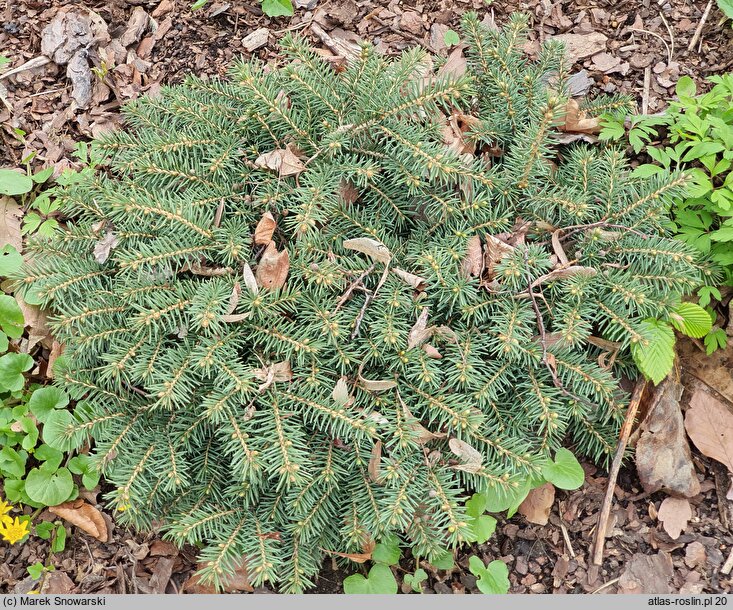 Picea pungens Sonia