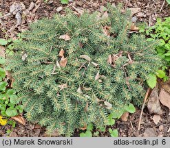 Picea pungens Sonia