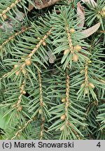 Picea pungens Sonia