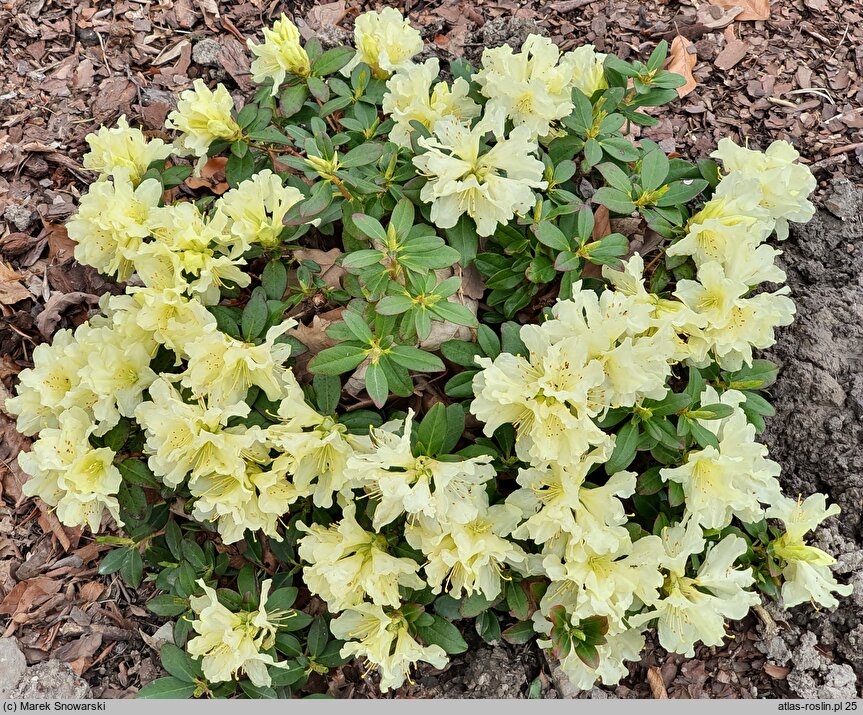 Rhododendron hort. Patty Bee
