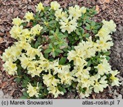 Rhododendron hort. Patty Bee