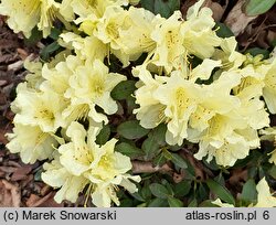 Rhododendron hort. Patty Bee