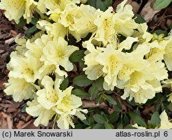 Rhododendron Patty Bee