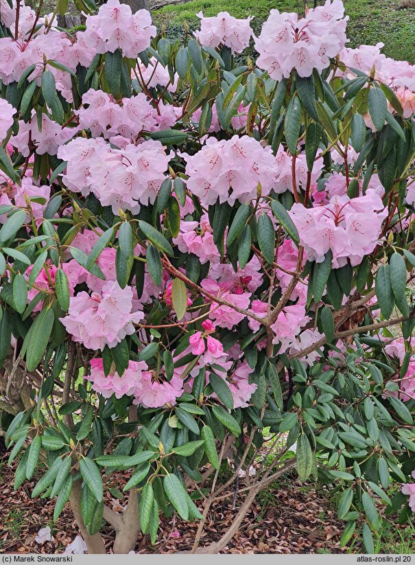 Rhododendron anwheiense