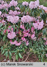 Rhododendron anwheiense