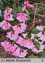 Rhododendron anwheiense