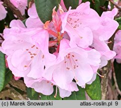 Rhododendron anwheiense