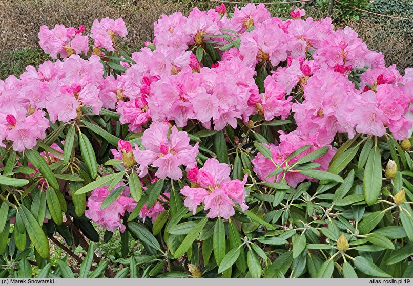 Rhododendron japonoheptamerum var. japonoheptamerum (różanecznik Metternicha)