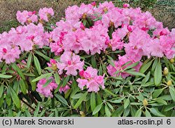 Rhododendron japonoheptamerum var. japonoheptamerum (różanecznik Metternicha)