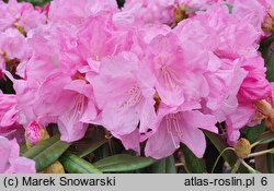 Rhododendron japonoheptamerum var. japonoheptamerum (różanecznik Metternicha)