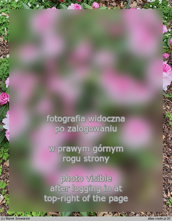 Rhododendron Aprilleuchten