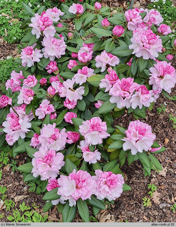 Rhododendron hort. Aprilleuchten